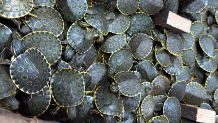 trafficked baby turtles.png, Jul 2025
